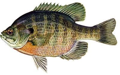 Bluegill Bream
