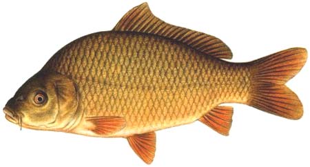 Carp