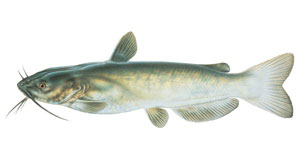 Channel Catfish