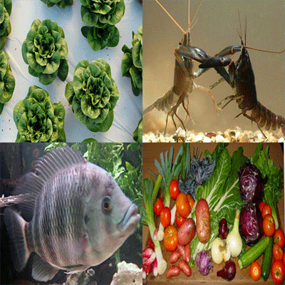 Aquaponics Harvest