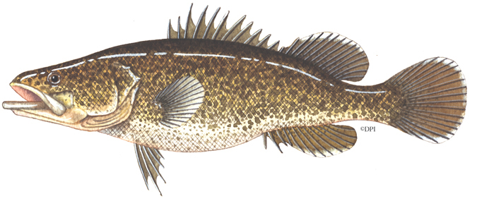 Murray Cod