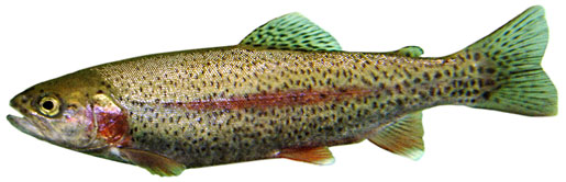 Trout