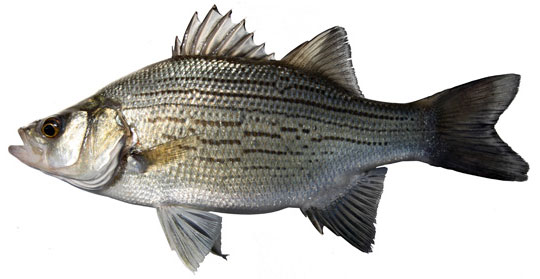 White Bass