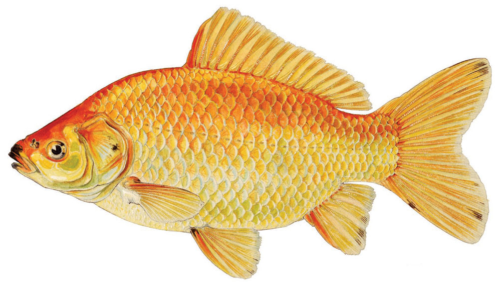Gold Fish