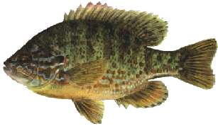 hybrid sunfish