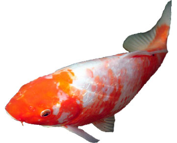 Koi 