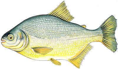 Pacu