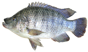 Tilapia